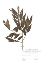 藏品(軟毛柿)的圖片